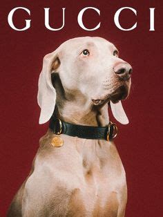 gucci weimaraner|Weimaraner Energy .